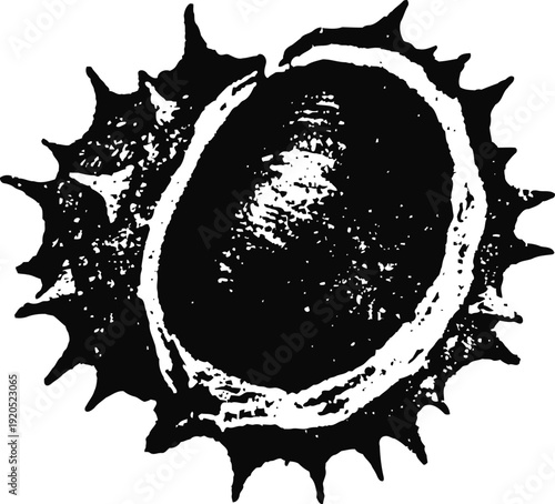 black and white illustration of a horse chestnut seed inside its spiky outer shell