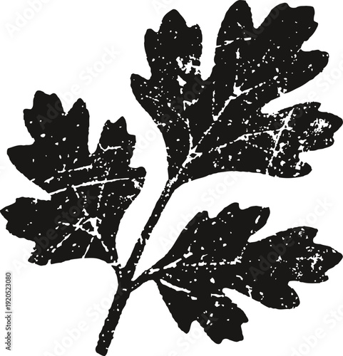 oak leaf silhouette with detailed texture and rough edges isolated on white background