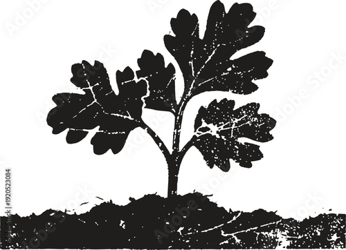 young oak tree sapling growing from soil silhouette isolated on white background