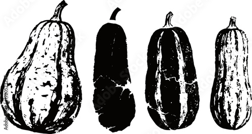 Four different vintage squash illustrations hand drawn black and white pumpkins and gourds collection