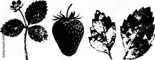 Vintage black and white botanical illustration of strawberry fruit and leaves with detailed texture