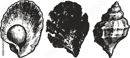 three vintage black and white shell illustrations with different shapes and textures