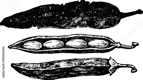 Vintage black and white illustration of pea pods with seeds inside and pod peel