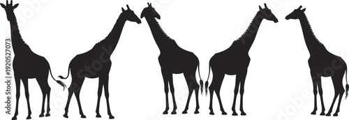 Five black giraffe silhouettes standing against a white background animal wildlife