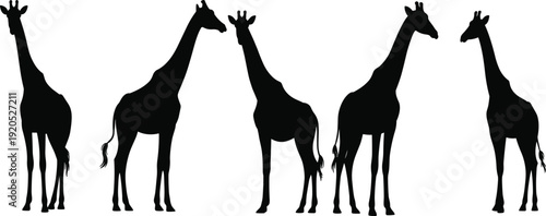 Five black giraffe silhouettes standing in a row against a white background animal