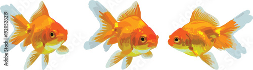 Golden Fish Vector Illustration Set Featuring Three Orange Fantail Goldfish in Different Swimming Poses for Aquarium Shops, Pet Care, and Aquatic Nature Designs