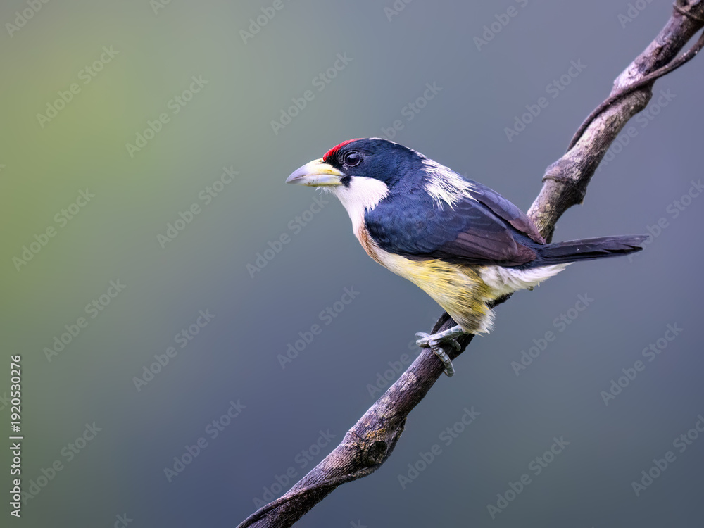 Obraz premium Adult White-mantled Barbet Perched on a Mossy Tree Branch