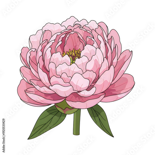 Wallpaper Mural A beautifully illustrated pink peony flower with delicate petals and green leaves Torontodigital.ca