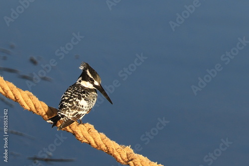 Africa, Egypt. Closeup of a Pied kingfisher (Ceryle rudis) on a Dockline
