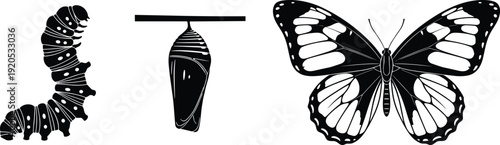Butterfly life cycle silhouettes showing caterpillar chrysalis and adult insect metamorphosis illustration set