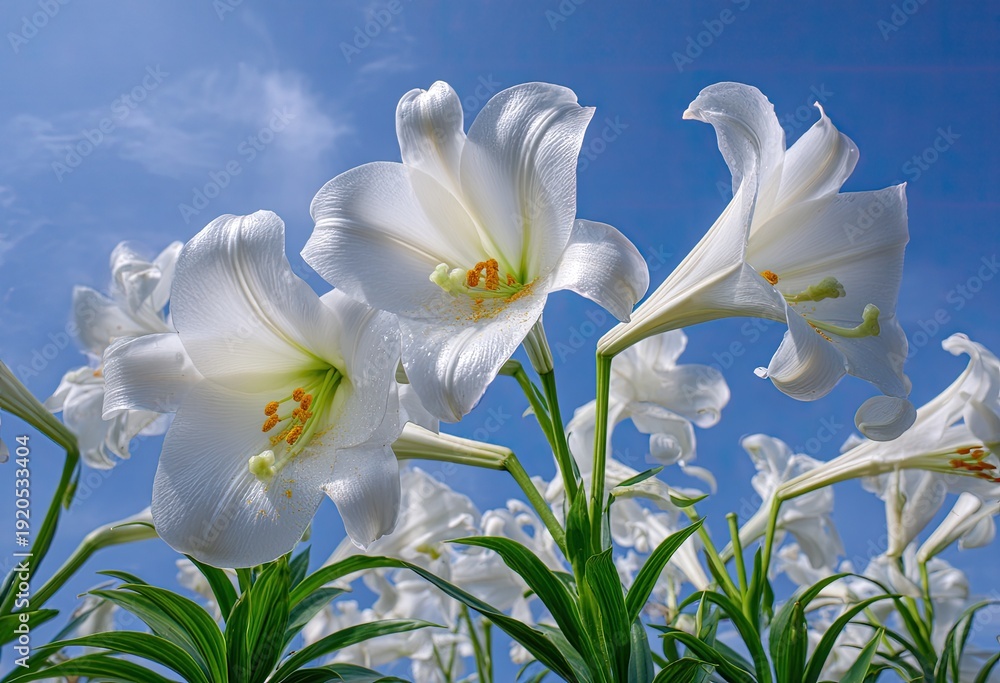 Fototapeta premium White lilies reach towards the sky, petals unfurled in soft focus