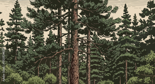 Tall evergreen pine trees in a dense forest landscape.