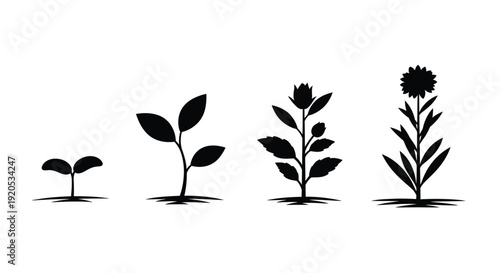 Plant growth stages depicted in a minimalist black silhouette