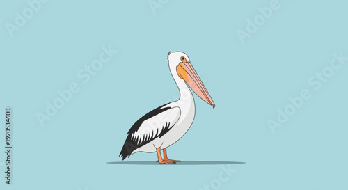 pelican bird white pelican cartoon pelican.