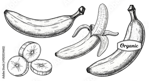 Hand drawn sketch of organic bananas and slices.