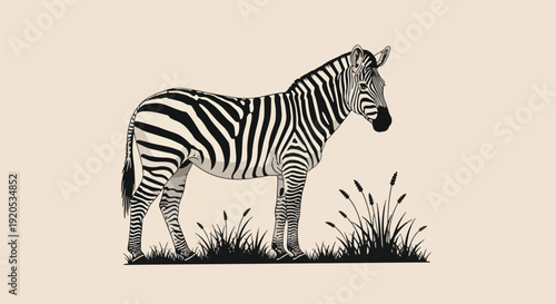 black and white zebra standing on grass.