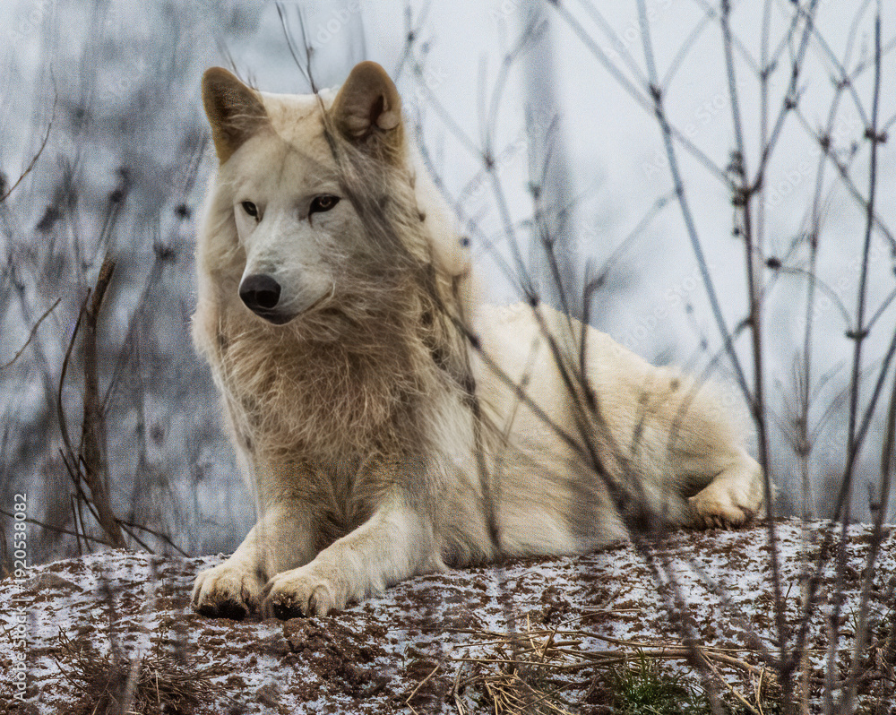 Obraz premium Whie Wolf