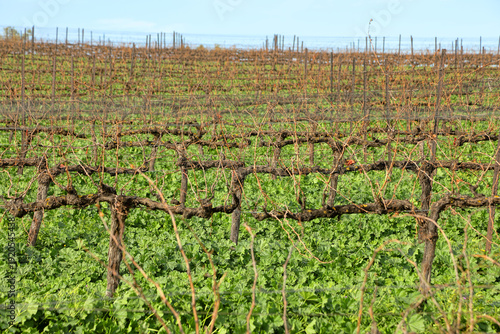 Dormant grapevines in a winter Mediterranean vineyard