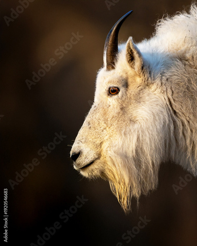 Foto Mountain goat