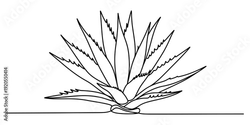 Single line drawing of an aloe vera plant with sharp leaves on a white background. Vector, illustration