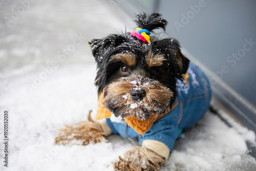 cute Yorkshire Terrier dog walks in the snow in winter