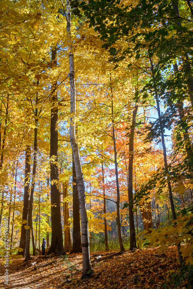 Fototapeta premium Autumn Scene in Lambton Park