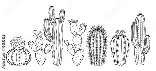 Collection of diverse black and white line cacti and succulents white background