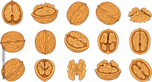 Walnut detailed grid illustration. Whole and cross section views showing textured shells and interior patterns. Realistic food study isolated on white background.