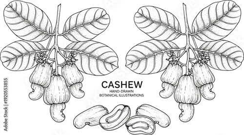 Cashew botanical illustration in black and white. Detailed scientific plant drawing with leaves and nut clusters. Vintage natural history style isolated on white background.
