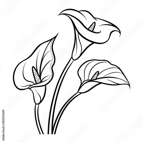 Realistic calla lily flowers vector artwork with natural shading and botanical accuracy