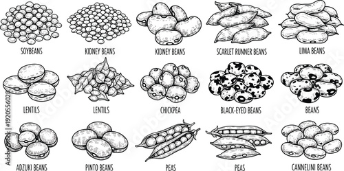 Dried beans educational line art chart. Fifteen labeled varieties in 3x5 grid with detailed cross hatching. Black and white botanical illustration isolated on white background.