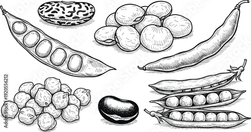 Legumes and mushrooms ink illustration. Hand drawn bean pods, peas and textured fungi in black and white. Detailed botanical sketch isolated on white background.