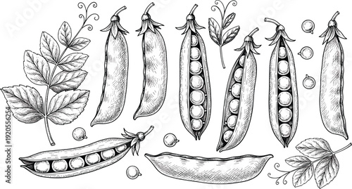 Garden peas botanical ink sketch. Open and closed pods with detailed leaves in black and white line art. Hand drawn illustration isolated on white background.