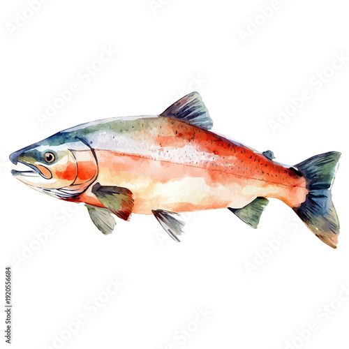 Salmon, watercolor vector painting, isolated on a white background.
