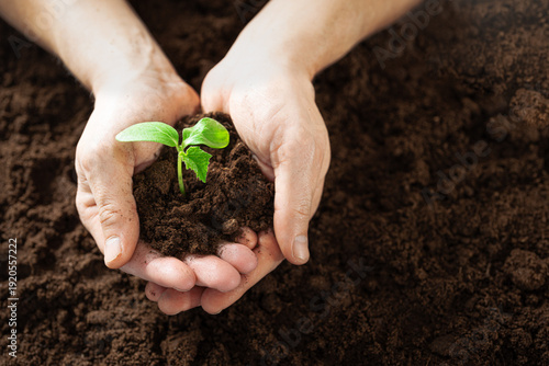 Canvas Print Man's hands holding soil with a small plant seedling