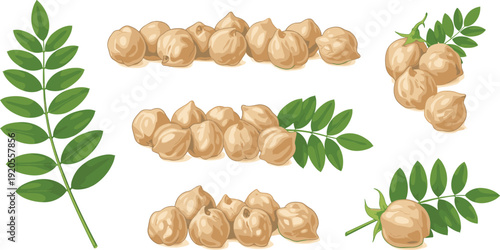 Chickpea botanical illustration set. Light brown garbanzo clusters with green compound leaves. Detailed plant texture isolated on white background.