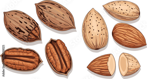 Mixed nuts realistic illustration. Pecan shells and whole almonds with one split kernel showing creamy interior. Detailed texture isolated on white background.