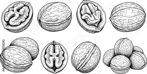 Walnut black and white line drawing. Whole and cross section nuts in detailed technical style. Educational botanical illustration isolated on white background.