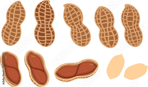 Peanut shell and kernel illustration set. Whole pods, opened shells and peeled nuts in flat style. Clean food vector isolated on white background.