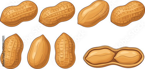Peanut realistic illustration set. Whole and split peanuts with detailed shell texture. Clean natural food drawing isolated on white background.