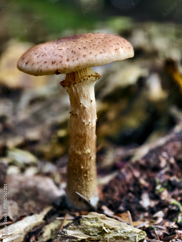 Fototapeta premium Оne lonely edible honey fungus Armillaria mellea on the forest floor.