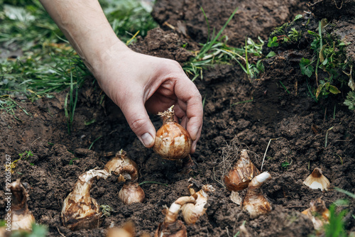 hand holding daffodil bulb before planting in the ground