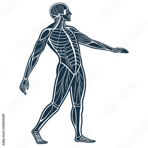 Of human body with visible veins and muscles anatomy