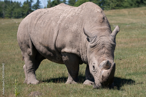 White rhinoceros Ceratotherium simum, Rhino grazing on grassland