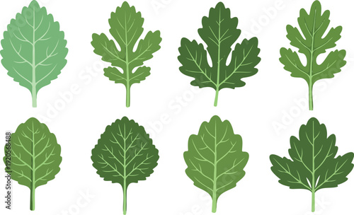 Fresh vibrant kale leaves vector illustration, organic flat design for healthy food packaging