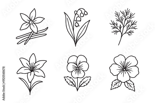 Botanical illustration featuring six distinct flower and plant line drawings in black and white