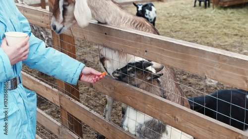 Feeding goats at a farm in winter with kids enjoying the moment