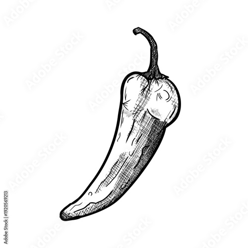 Chili pepper, hand drawn vector illustration of spicy vegetable isolated