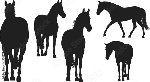 Collection of horse silhouettes from various angles showcasing different poses and anatomical details