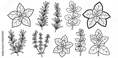 A black and white illustration of various herbs and plants on a plain background